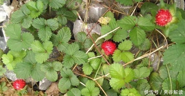 营养价值|乡下茅房边的“野草莓”，小时候摘了不敢吃，殊不知营养价值很高