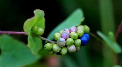 一味草药，是治皮杀手锏，湿疹、荨麻疹、带状疱疹，它都能通治