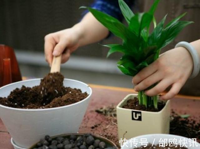 养花盆土易板结，挖个“小坑”巧解决，营养又透气，两年不用换盆