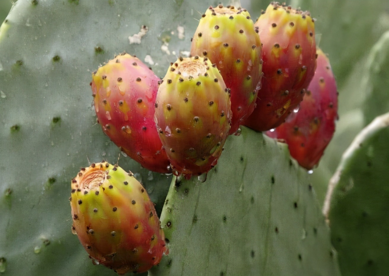 仙人掌不仅能开花，还能结果果实可遇不可求