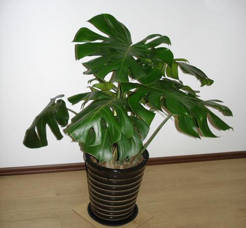 新手养4种花,开花香味大,花量足,放在家里还好看