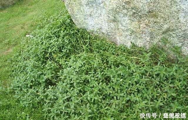 城市人|有两种野草在农村随处可见,总是被视而不见,却是很珍贵的药材