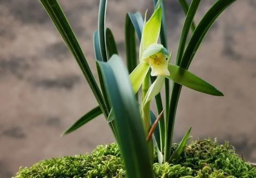 兰花叶子发黑如何补救?简单、有效、又安全的4招