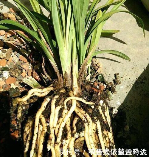 君子兰|养此2种花,花根一年长满盆,换盆不及时,想赏花都难了!