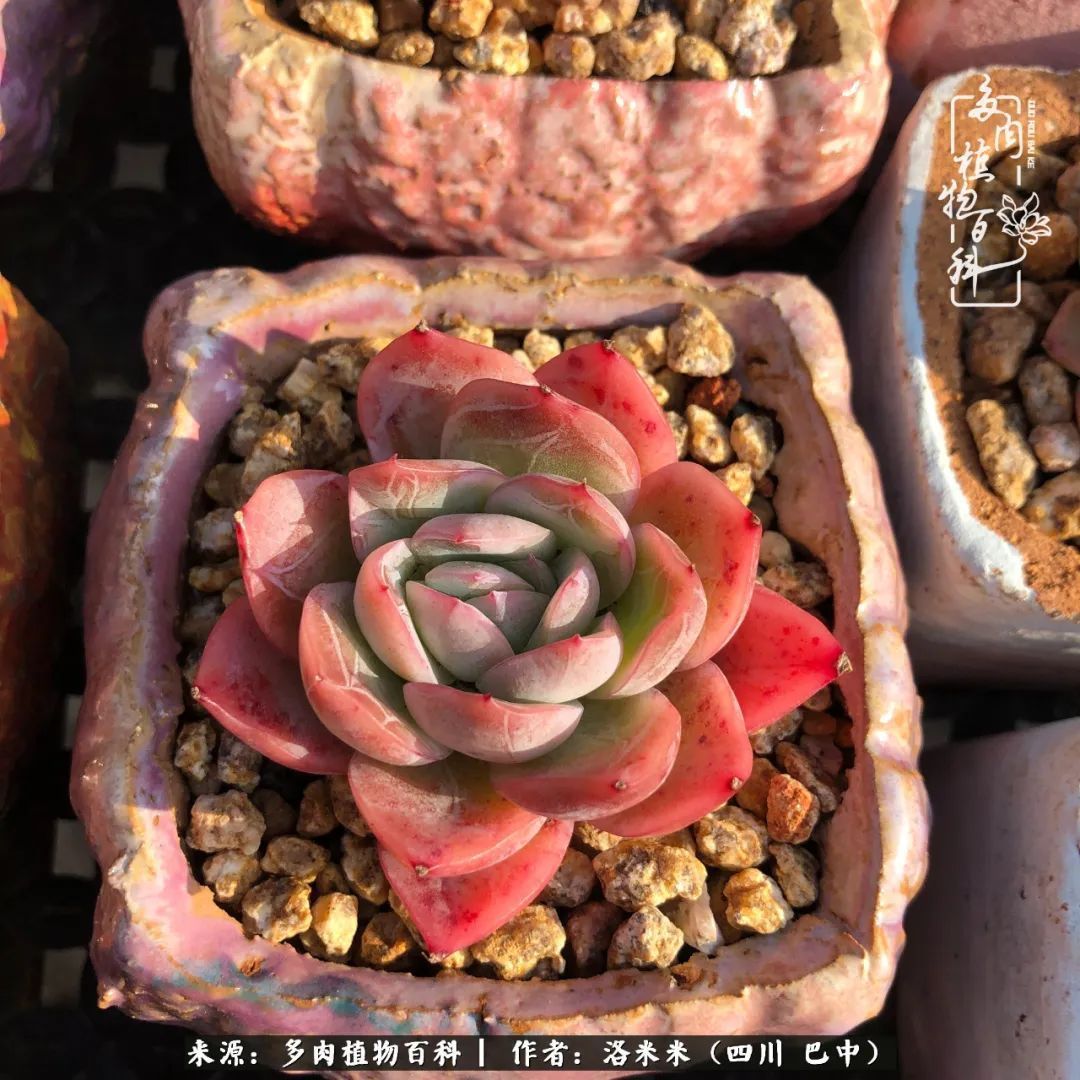 时间是多肉最好的滤镜！附个人养护经验！