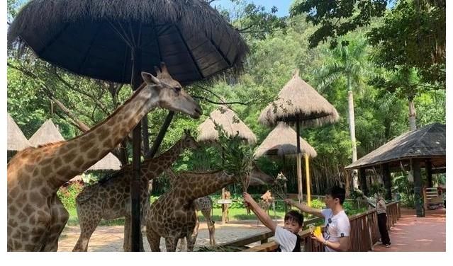 全运会|全红婵又破纪录人人夸，管晨辰跳个舞被骂不务正业