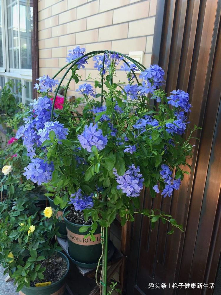 这些花卉便宜又好养,阳台盆栽上几盆,全年开花不停,香飘溢满屋