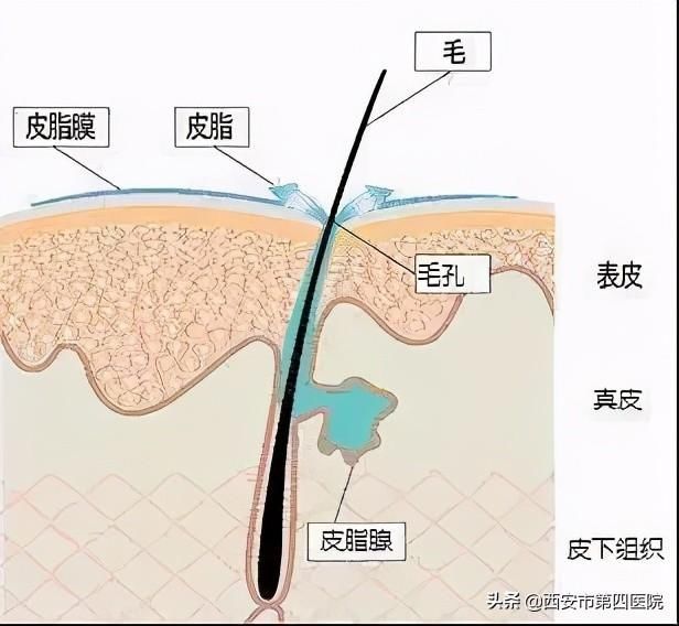 #安心变美课堂##我的安心变美推荐# 你的脸皮如此薄，你知道原因吗？