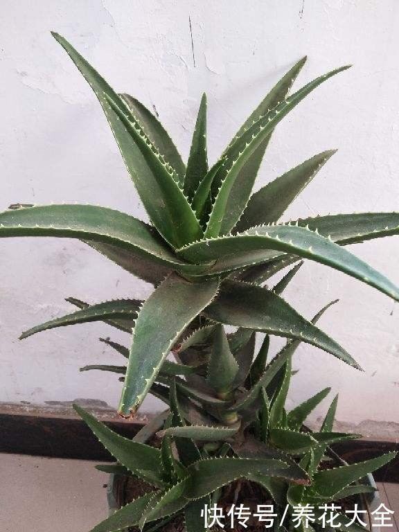 芦荟|家里养盆芦荟,净化空气效果好,还有好多用处
