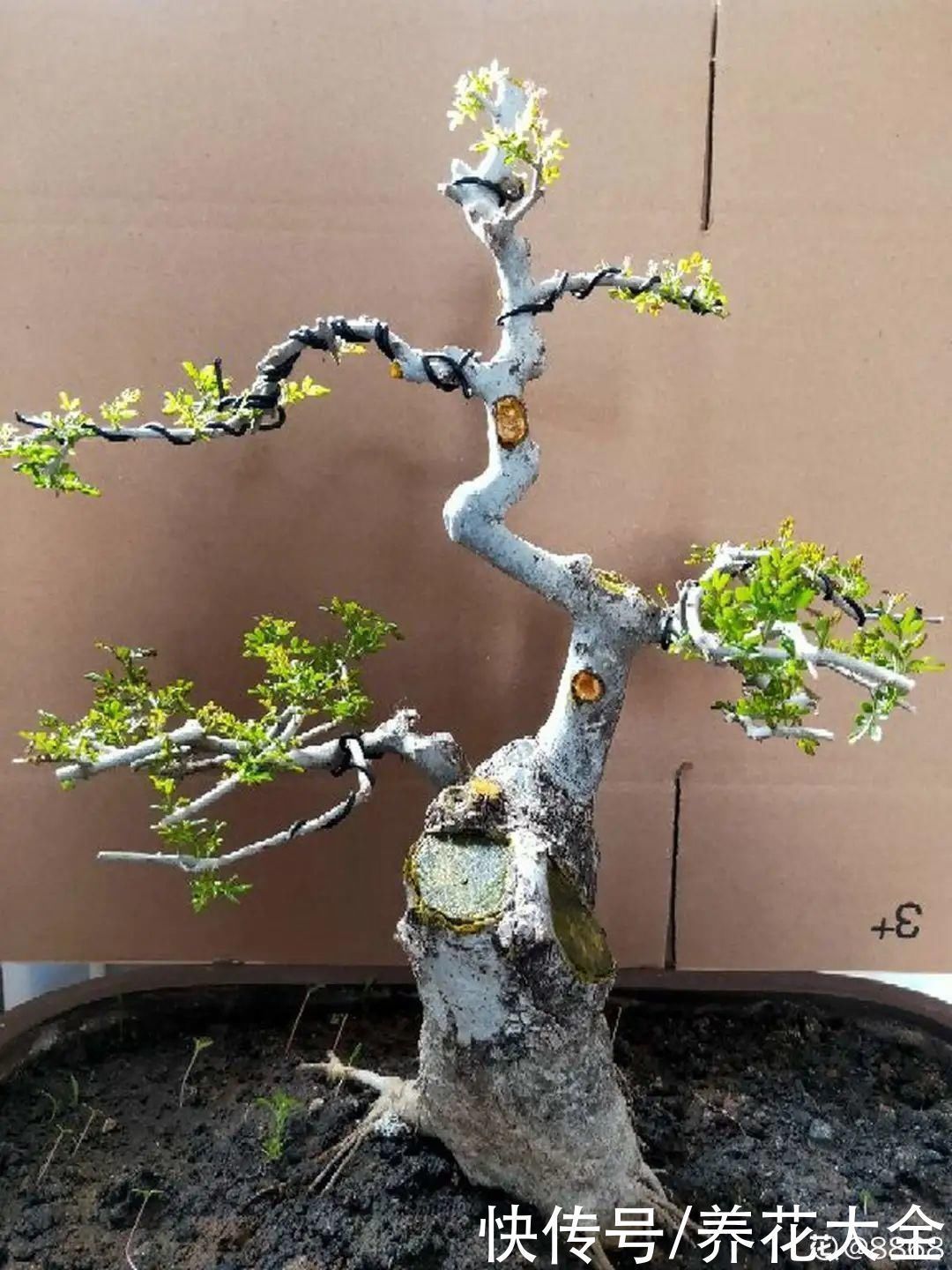 农村当柴烧的花，原来可以当盆景，给一千块也不卖