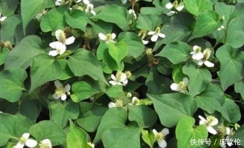 全部|农村地里这几种野菜,认识三种算厉害,全部吃过算我输!