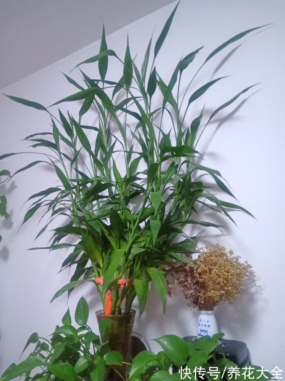 想要家中多贵气,当然要养岁寒三友,冬天养更合适