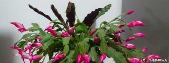 钢片|蟹爪兰用“它”养,长出“钢片”叶,又硬又绿,再也不会“软”!
