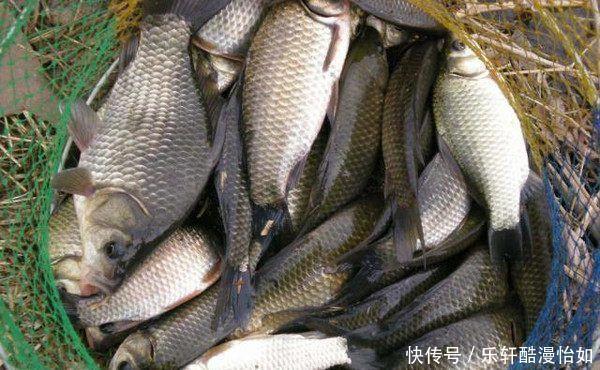 鲫壳|老人俗话“割肉不割槽头肉,买鱼不买鲫壳鱼”,你知道啥意思吗