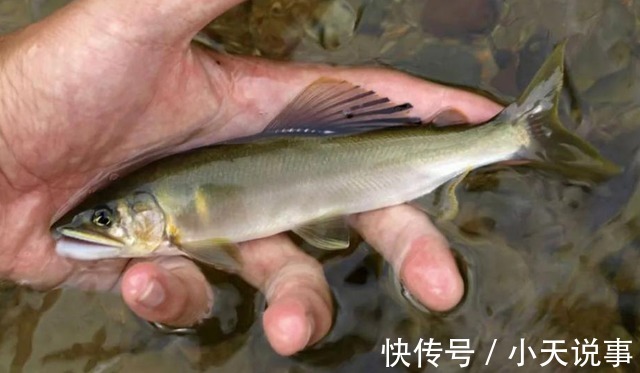 10种价格很高的淡水鱼,钓到这些鱼赶紧带回家