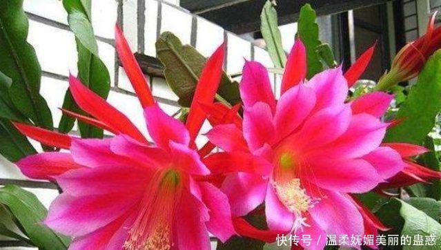 4种花漂亮又好养,扔土里就能开花,特别适合养花新手!