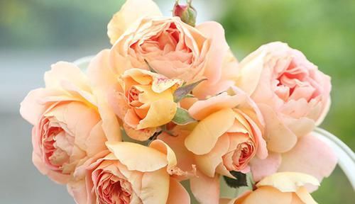  清香|最适合新手养的3种花，种植容易，多季开花，清香幽远，还很便宜