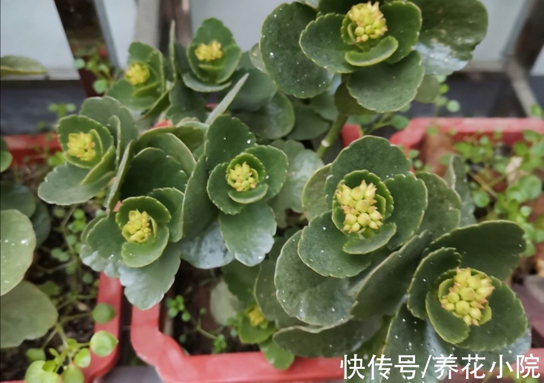 蟹爪兰、长寿花，开始生长花芽，及时喂“2种肥”，花苞长满枝头