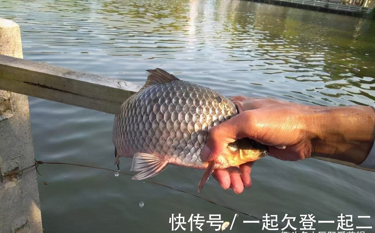 冬钓鲫鱼四大要诀,套路比技巧重要,熟练掌握后大板鲫轻松上钩