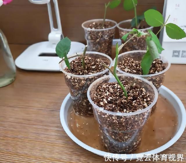 玩扦插有2个难点,试试这个小方法,1月长出“大白腿”,成活高?