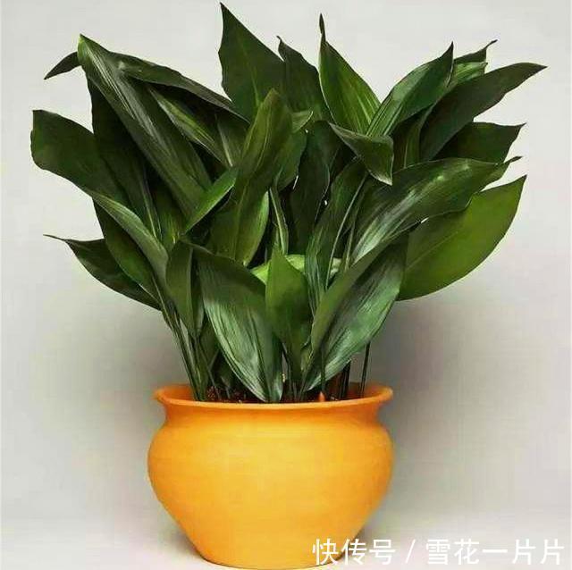 空气|10个人有9个人不喜欢“4种花”,殊不知,都是除螨、杀菌“高手”