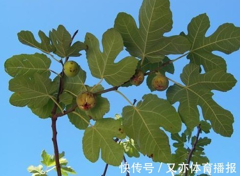 叶子|以下叶子是女人的最爱，拿来泡水，每天一杯，美容养颜、燃烧脂肪