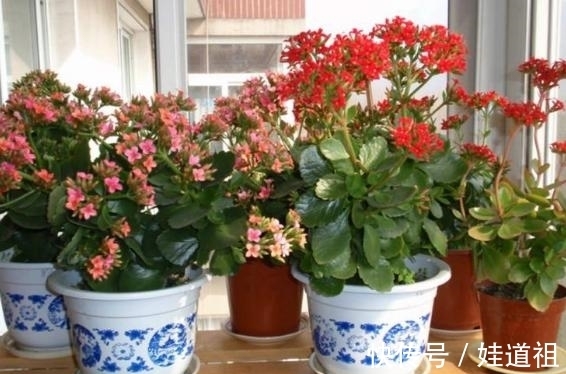 浇花|养花怕用肥不当,就自制这4样肥料,肥效温和持久,特好使