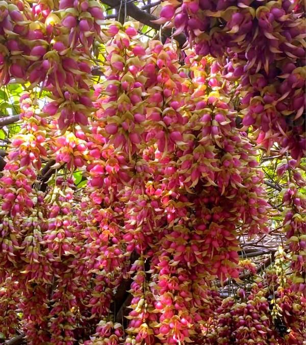 禾雀花|广东大火的“网红花”，神奇又壮观，每年几十万人为它上山