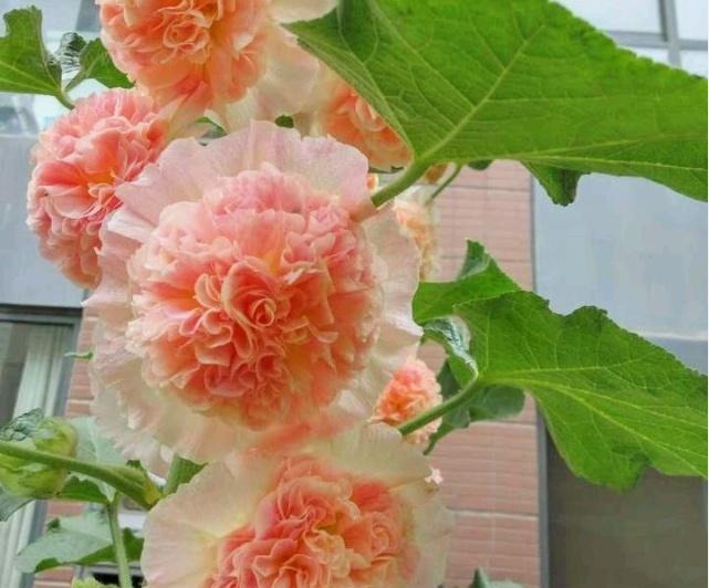 此“花”漂亮不输牡丹,无人养护也能开花,被誉为“养不死”