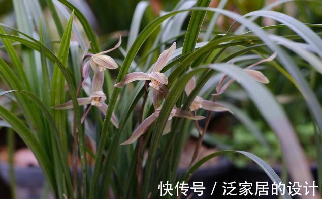 花草|有这4个爱好的人，不适合养兰花，劝你别白费功夫