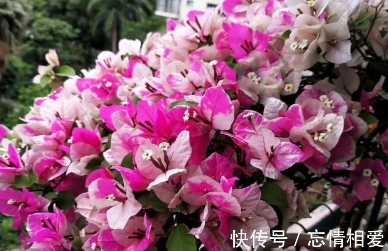 花球|要想三角梅开成“花球”,要定期修剪,再做好4点,才能花开不停