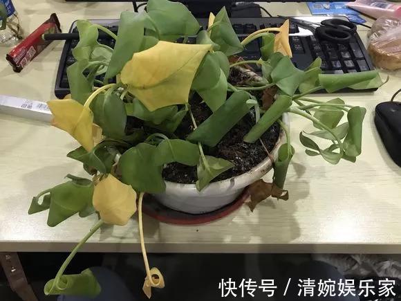 咋“折腾”都不死的4种花，越修剪越旺，很难养死