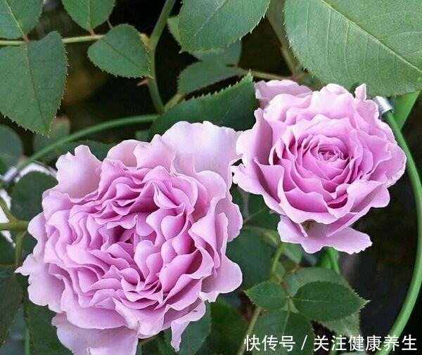 谁说月光族就不配养花这20种月季花月薪3000也能养!