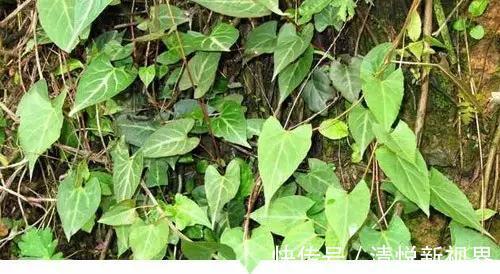 禾本科|小时候常见却叫不出名字的植物,太全了