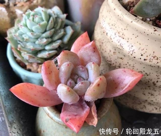 7字秘诀来养多肉,入坑9年多肉植物没徒也没腐