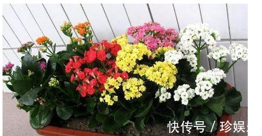 想要长寿|想要长寿花多开花,老妈往盆里埋个它,花苞蹭蹭窜,不用管也爆盆