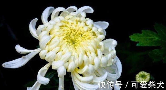 四大名花是哪四种花？