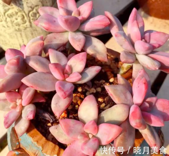 美女|6款美女多肉,颜值高好养护,总有一款深得你心