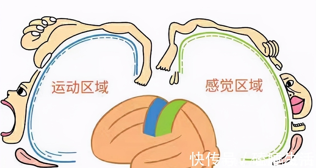 博士|牛津大学博士:宝宝身上这2个地方,父母要多摸,孩子将来更聪明