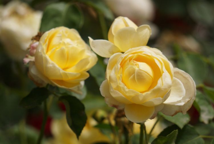 喜欢玫瑰，不如养盆“精品”烛光，开花似美人起舞，比“菊花”美