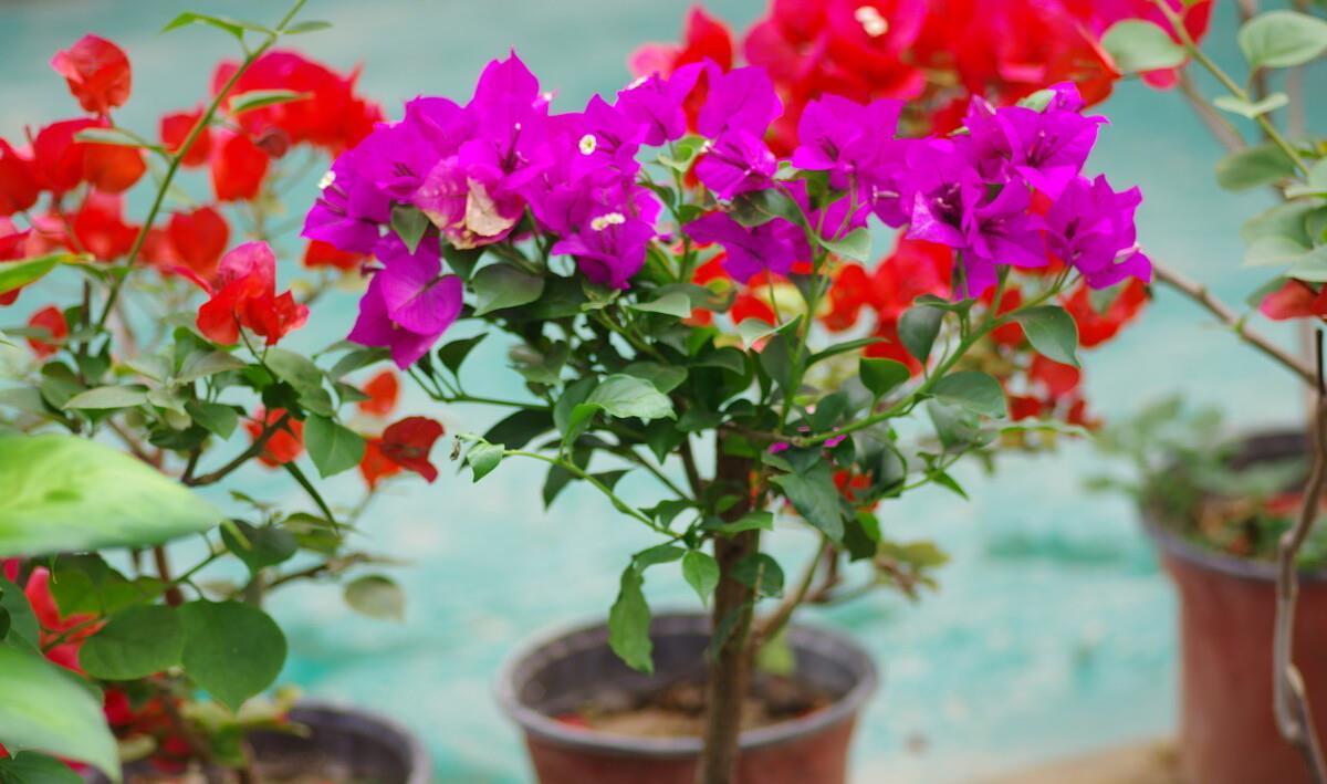 想要窗台美美哒，8种花草养起来，一晒就开花