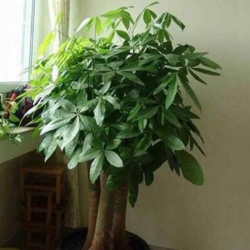 4种花超漂亮，添福添贵添好运，家里养一盆，招财又纳福