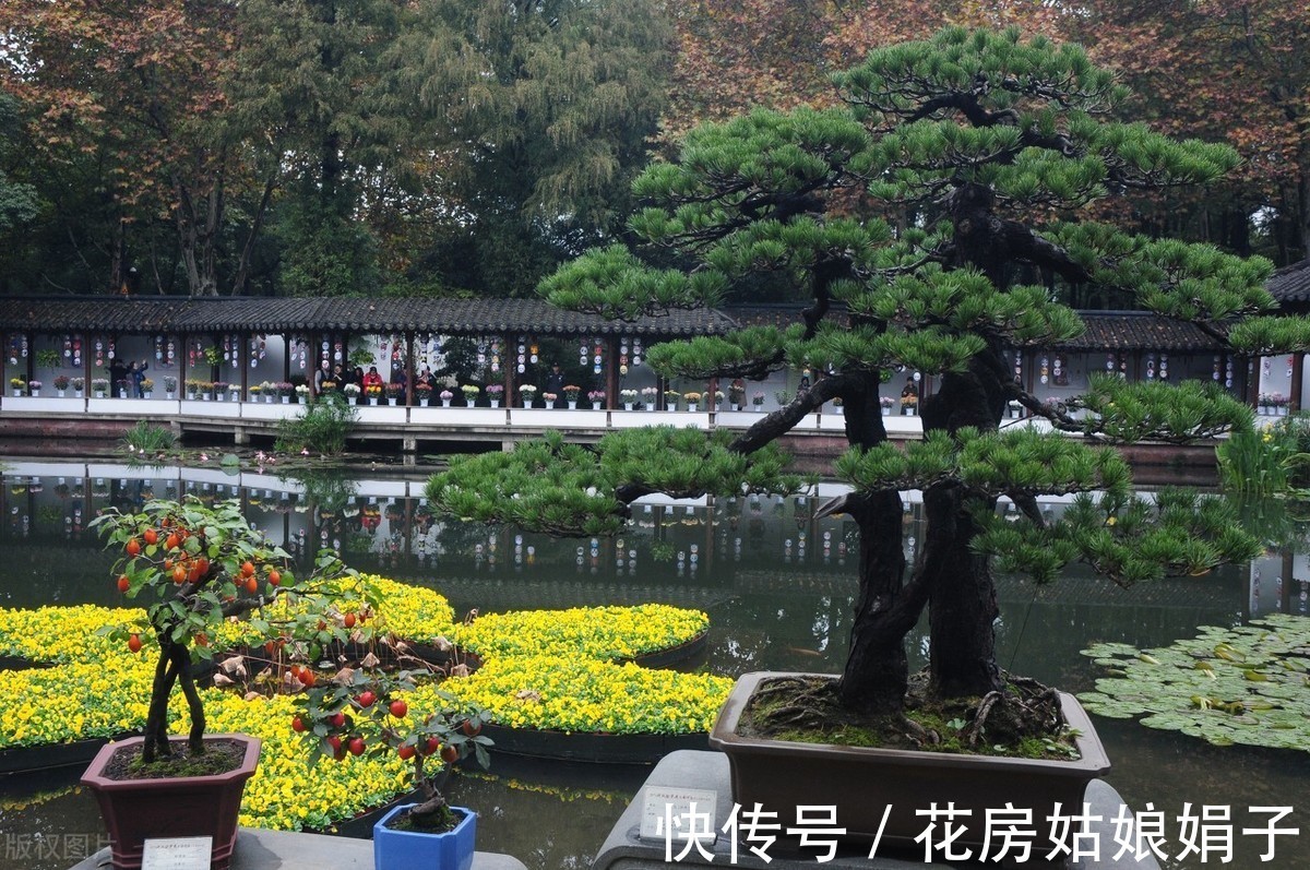 失误|养殖盆景花卉注意6点,简单的1点失误,就是你养不好它的原因