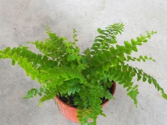 波士顿|3种花“不喜光”，就爱待“厕所”，一年四季叶片亮，盆盆花儿旺