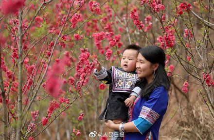 低薪|春到人间！广西百里侗寨桃花盛开