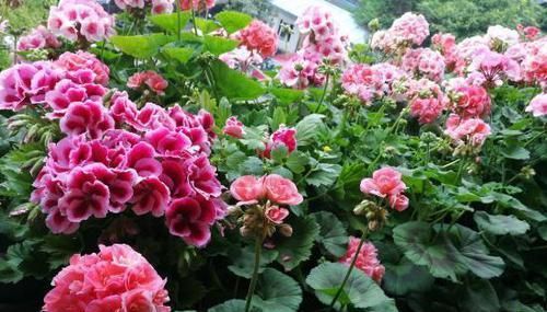 洋蝴蝶|此“花”能开三季，鲜艳漂亮花期长，阳台养一盆，看花200天