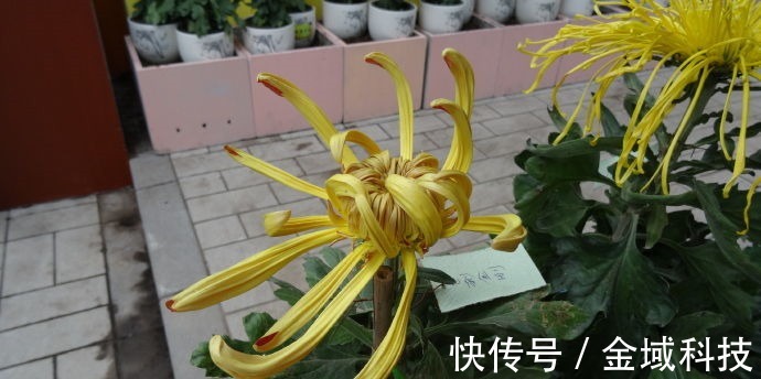 喜欢菊花,不如养盆“菊中精品”古刹金刚,似金刚罗汉,刚劲有力