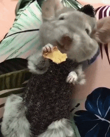 |搞笑GIF趣图男生和女生掰手腕，你是营养不良吗？