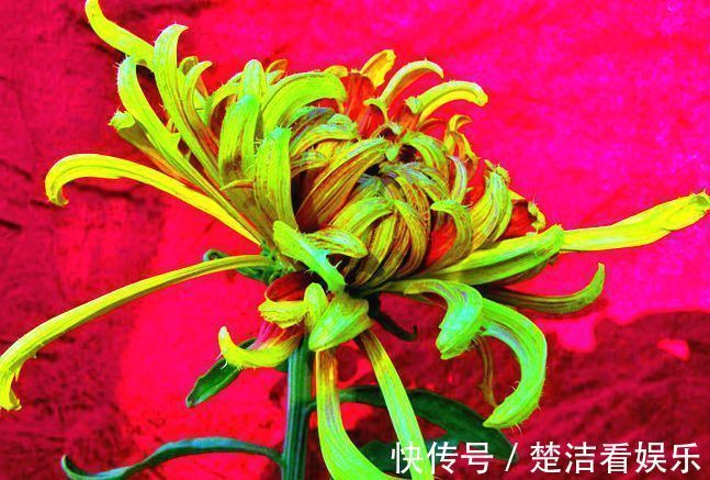 喜欢菊花，不如养盆“菊中精品”红毛球，似雪罩芙蓉，美艳十足！