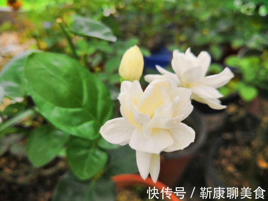 茉莉年年冬天死?症结就在这5点,做好了没毛病